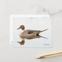 Reflections of a Northern Pintail Duck Postcard