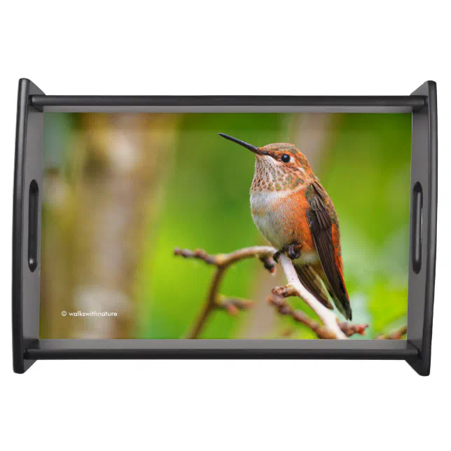 Cute Rufous Hummingbird on Plum Tree Branch Serving Tray