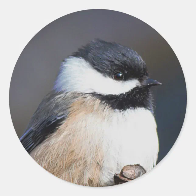 Cute Black-Capped Chickadee on Branch Classic Round Sticker