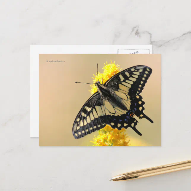 Beautiful Anise Swallowtail Butterfly in the Sun Postcard