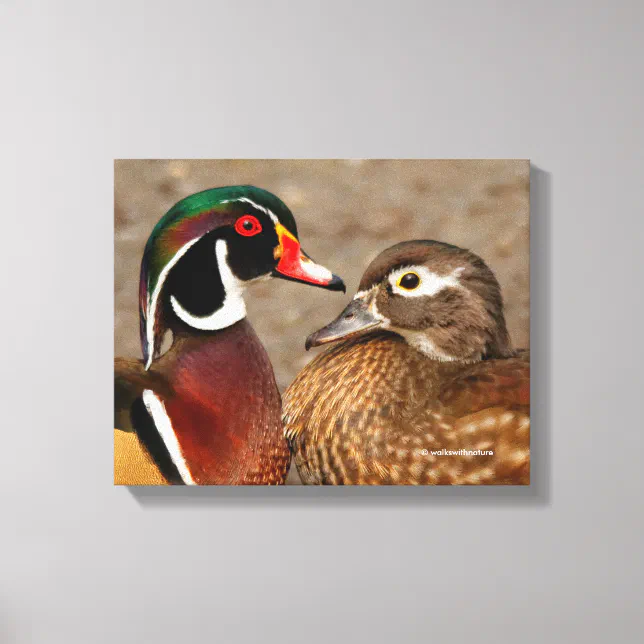 Beautiful Touching Moment Between Wood Ducks Canvas Print