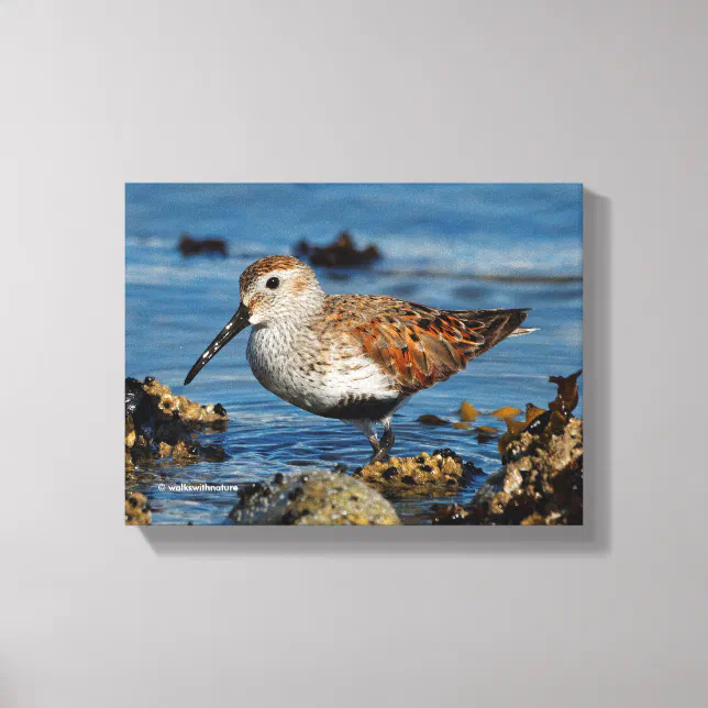 A Beautiful Dunlin Goes Solo Canvas Print