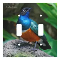 A Stunning African Superb Starling Songbird Light Switch Cover