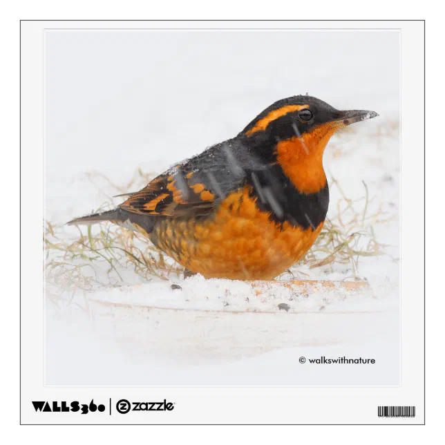 Stunning Varied Thrush Songbird on Snowy Day Wall Sticker