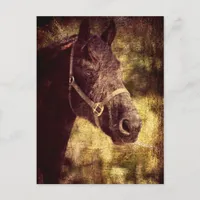 Fresian Horse Postcard