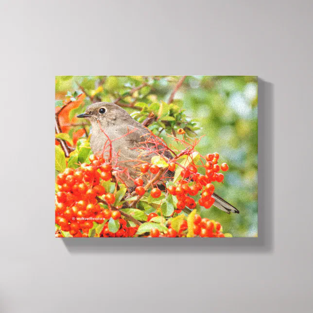 Townsend's Solitaire Songbird on Scarlet Firethorn Canvas Print