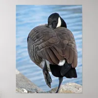 Canada Goose Poster