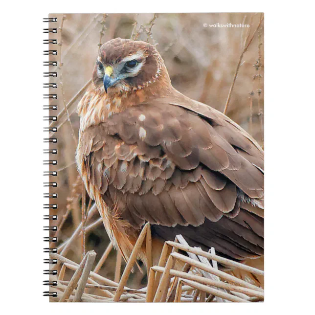 Beautiful Female Northern Harrier in the Marsh Notebook
