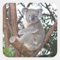 Koala Bear in a Tree Square Sticker