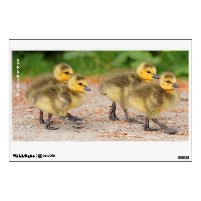 Cuteness on Parade: Canada Goose Goslings Wall Decal