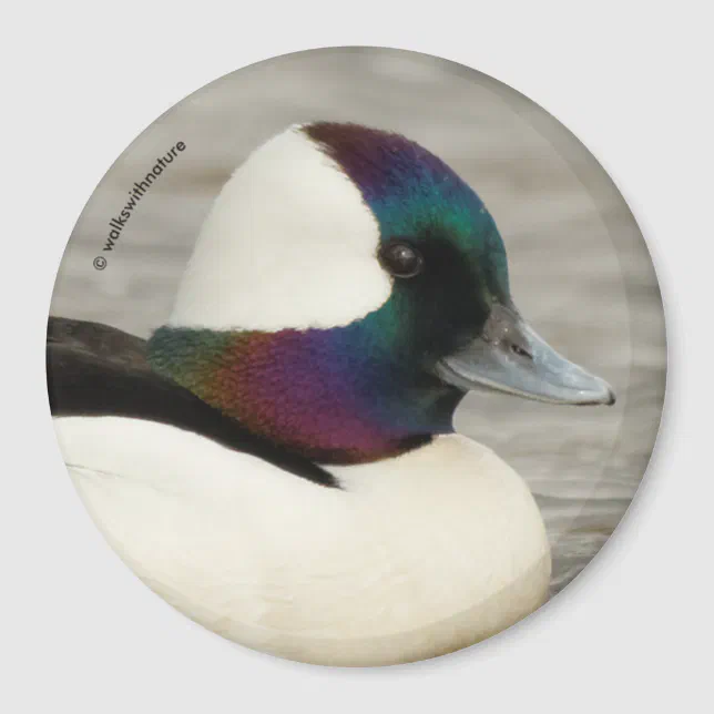 Always Dressed to Impress: A Curious Bufflehead Magnet