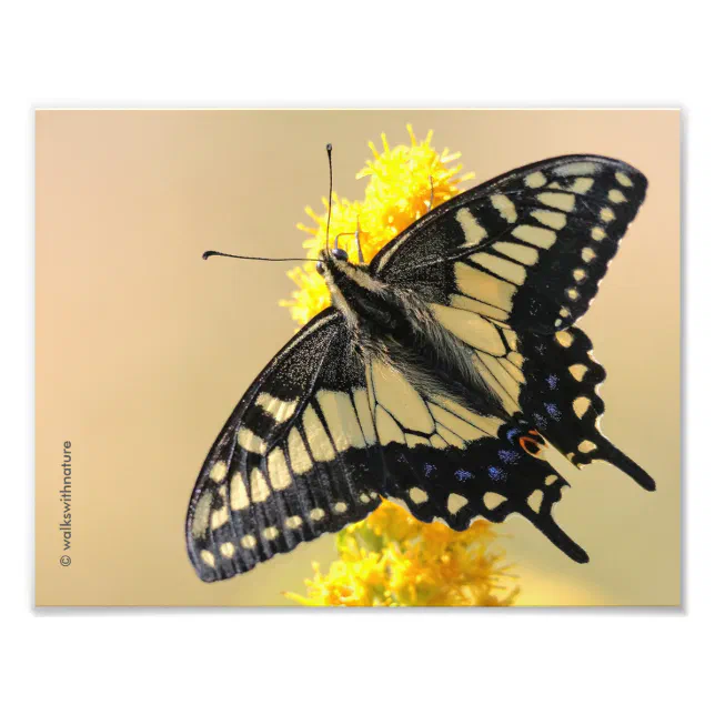 Beautiful Anise Swallowtail Butterfly in the Sun Photo Print