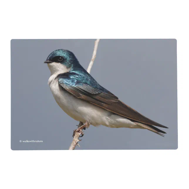 Profile of a Male Tree Swallow in the Sun Placemat