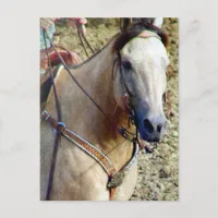 Buckskin Rodeo Horse Postcard