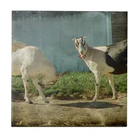 Dairy Goats Tile