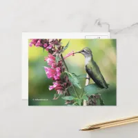 Watchful Anna's Hummingbird on the Fruit Tree Postcard