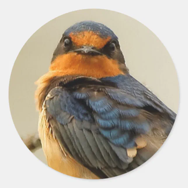 Trading Stares with a Barn Swallow Classic Round Sticker