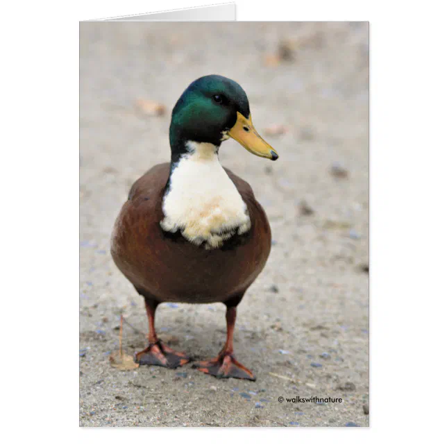 Funny Domestic Mallard Duclair Bibbed Odd Duck