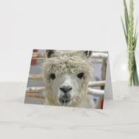 Alpaca Birthday Card