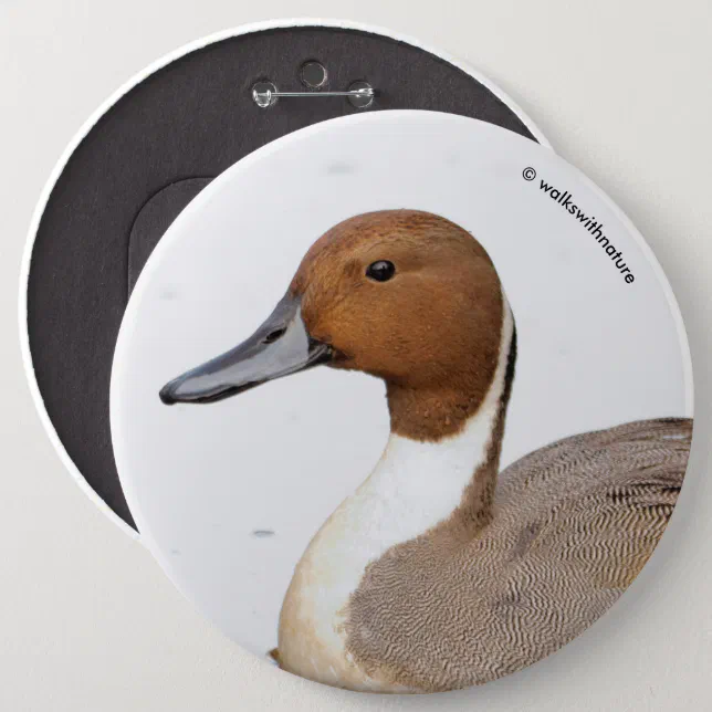 Reflections of a Northern Pintail Duck Pinback Button