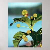 Button Bush on Mississippi River Poster