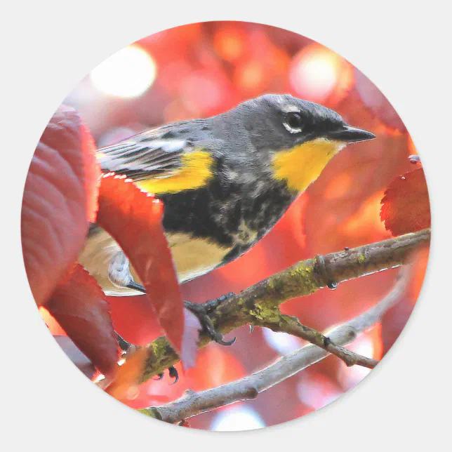 Beautiful Yellow-Rumped Warbler in the Tree Classic Round Sticker