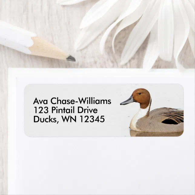 Reflections of a Northern Pintail Duck Label
