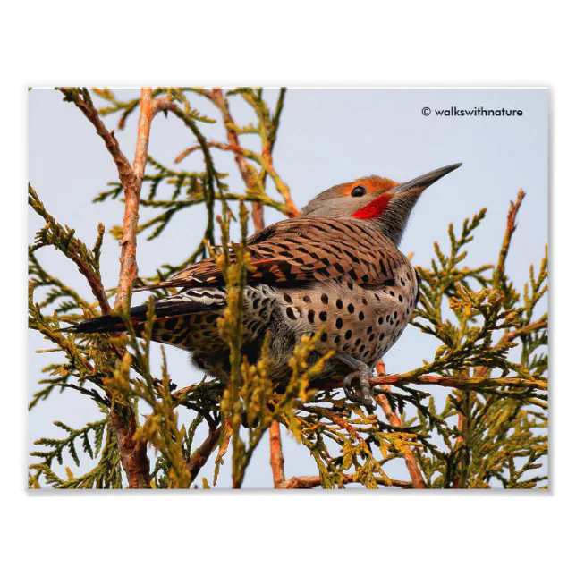 Male Red-Shafted Northern Flicker in a Tree Photo Print