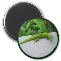 Gold Dust Day Gecko – Audition and Get Some Gecko Magnet