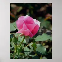 Pink Rose Poster