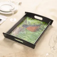 Curious American Robin Songbird in the Grass Serving Tray