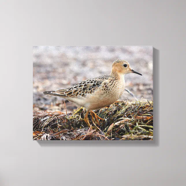 Profile of a Buff-Breasted Sandpiper at the Beach Canvas Print