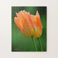 Beautiful Dew-Kissed Pastel Orange Tulips Jigsaw Puzzle