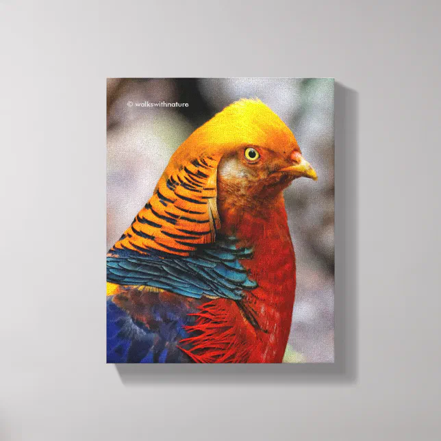 Profile of a Red Golden Pheasant Canvas Print