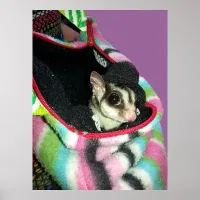 Sugar Glider Wearing a Hat Poster