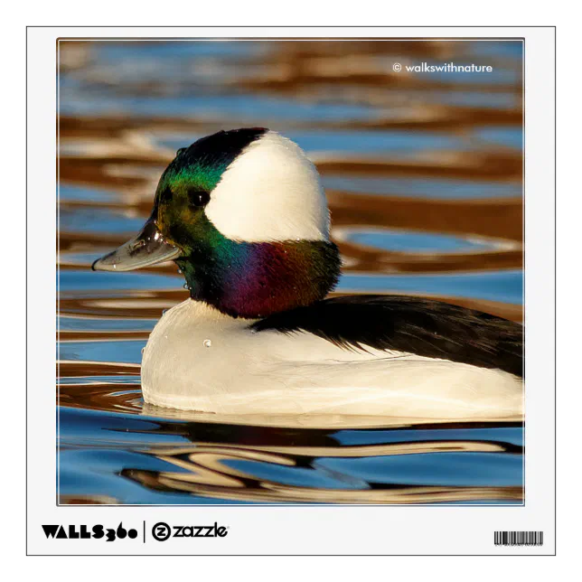 Male Bufflehead in the Afternoon Sun Wall Decal