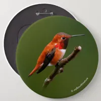 Stunning Rufous Hummingbird on Cherry Branch Button