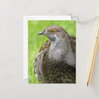 Beautiful Sooty Grouse Gamebird in Grass Postcard