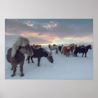 Icelandic Horses in Snow | Iceland Photo Poster