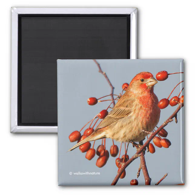 House Finch with Hawthorn Berries Magnet