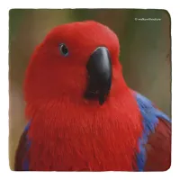 Beautiful "Lady in Red" Eclectus Parrot Trivet