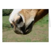 Equine Nose