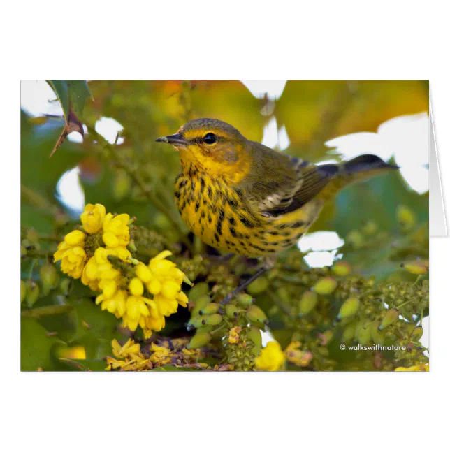 Cape May Warbler with Flowering Mahonia