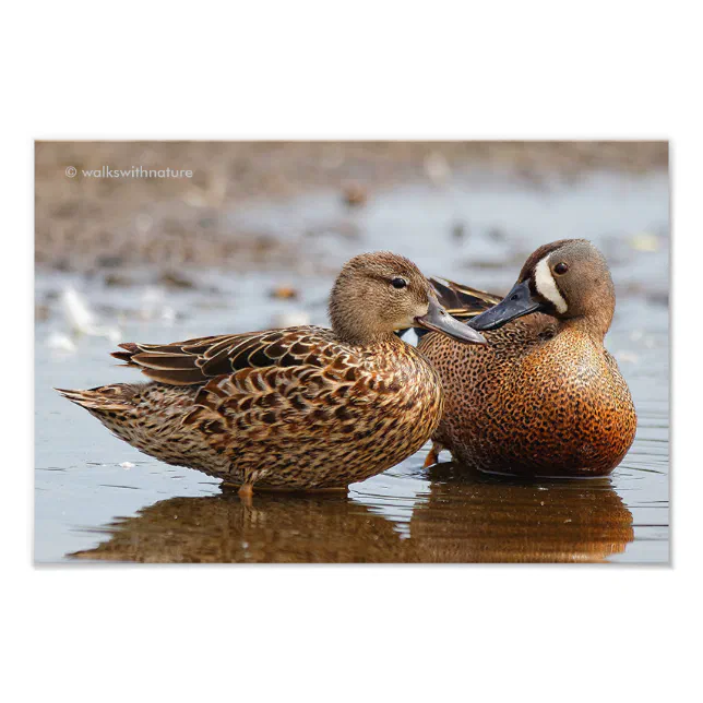 A Special Moment Between Blue-Winged Teals Photo Print