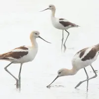 WWN A Stunning Trio of American Avocets at the Beach