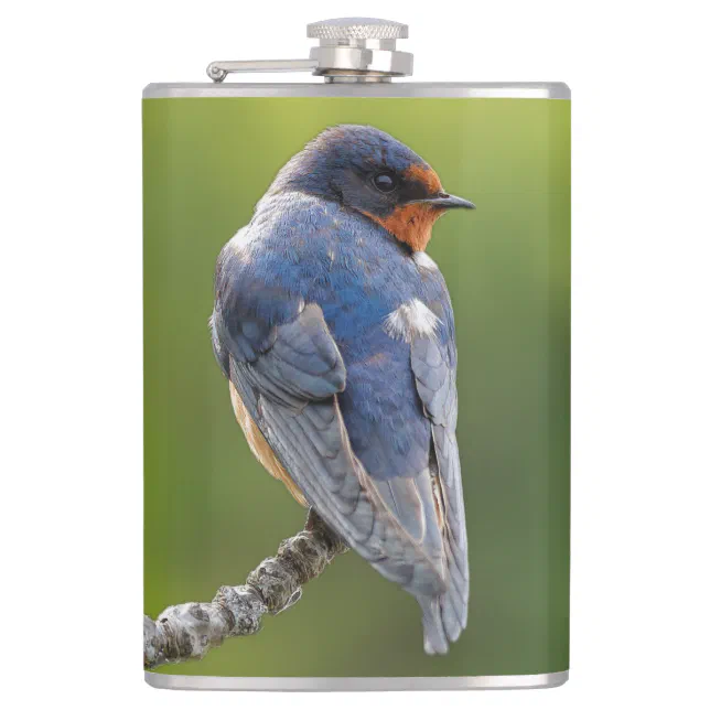 Beautiful Barn Swallow on a Branch Flask