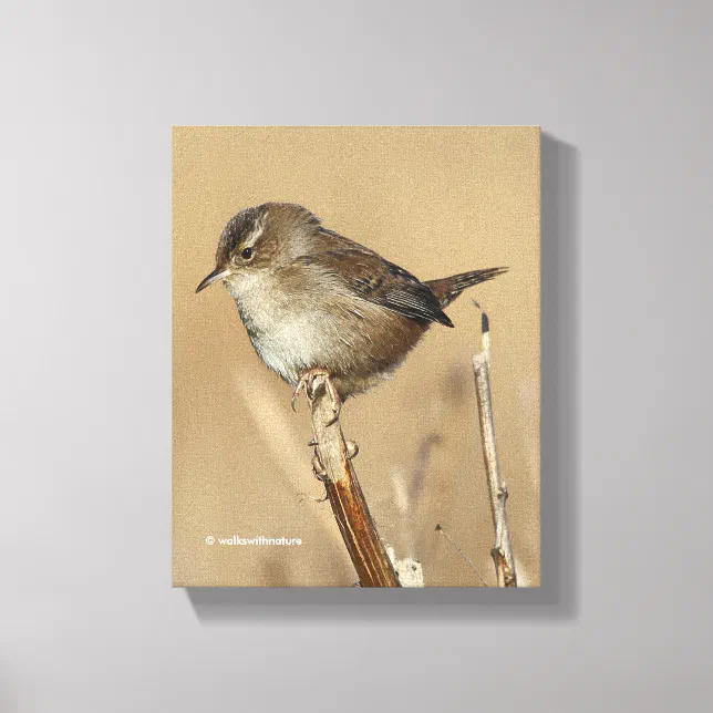 Beautiful Marsh Wren Songbird in the Marshes Canvas Print