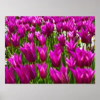 Purple Tulips Keukenhof Holland Small Poster