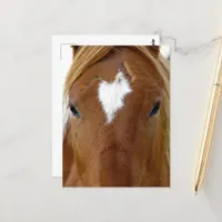 Scotch the Yearling Horse Postcard