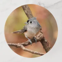 Cute Tufted Titmouse Fall Photo Trinket Tray